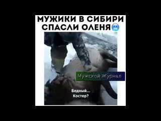 men in siberia saved a deer
