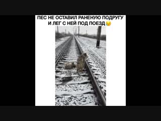 the dog did not leave the wounded girlfriend and lay down with her under the train