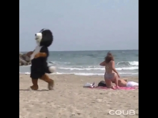 the bear scared the baby on the beach, not porn sexy boobs ass
